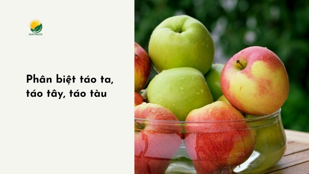 Phân biệt táo ta, táo tây, táo tàu