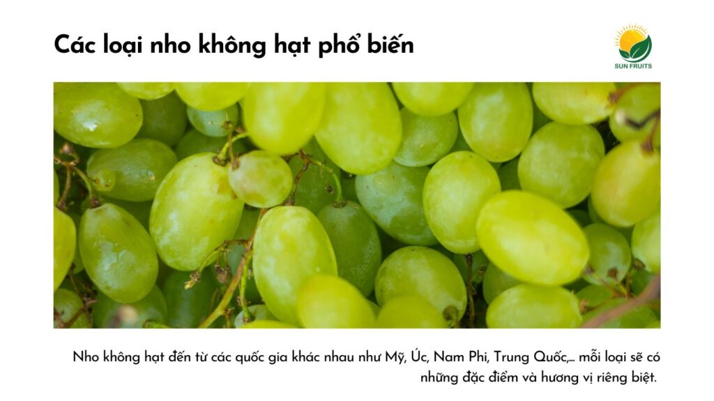 Các loại nho không hạt phổ biến