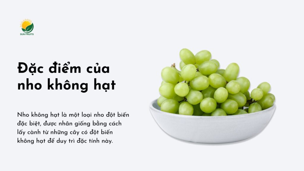 Đặc điểm của nho không hạt